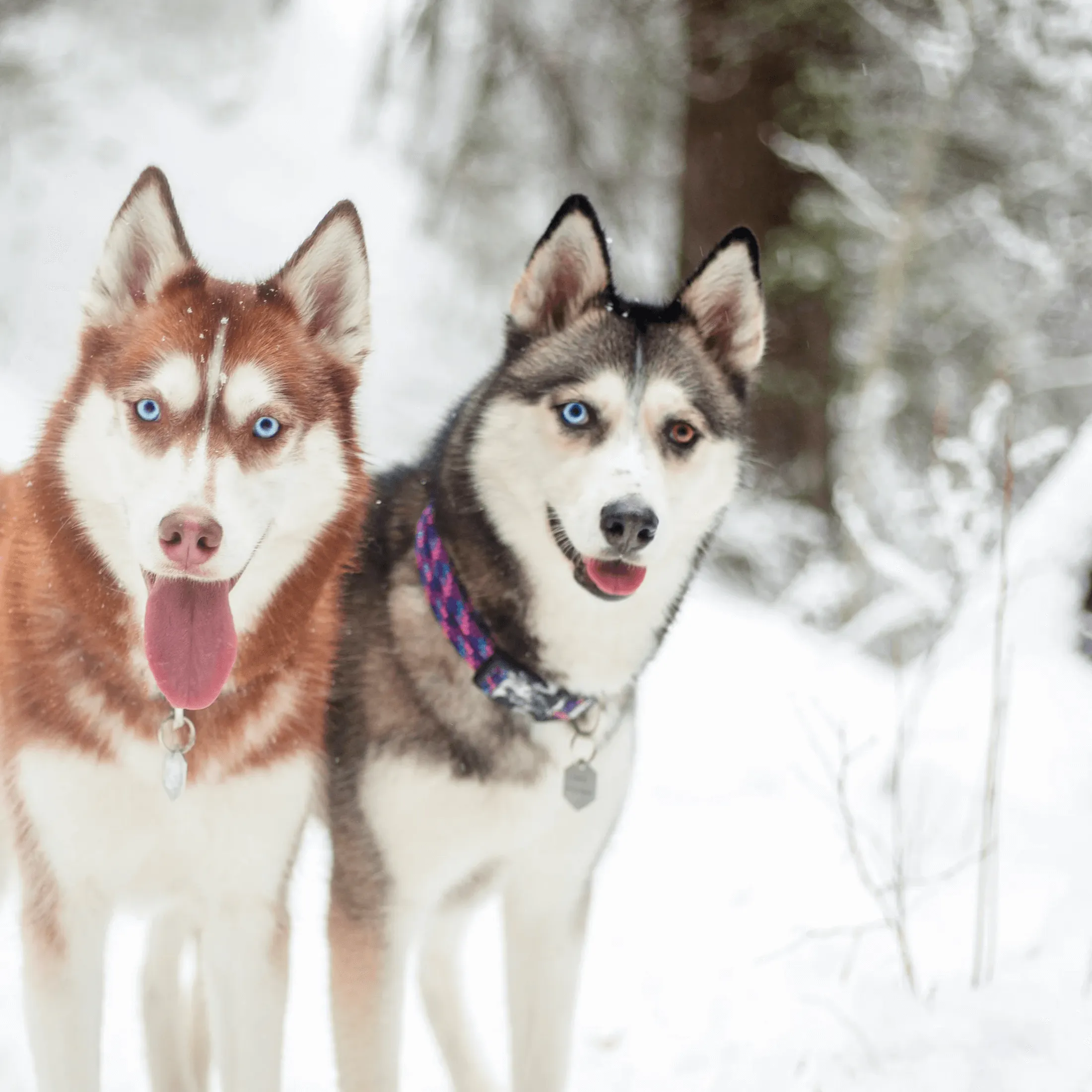 Razzleberry Reflective Rope Collar
